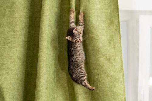 カーテンに登る猫