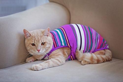 不安そうな表情でソファに伏せる服を着た猫