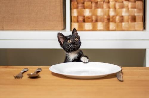 お皿に片手を乗せる子猫