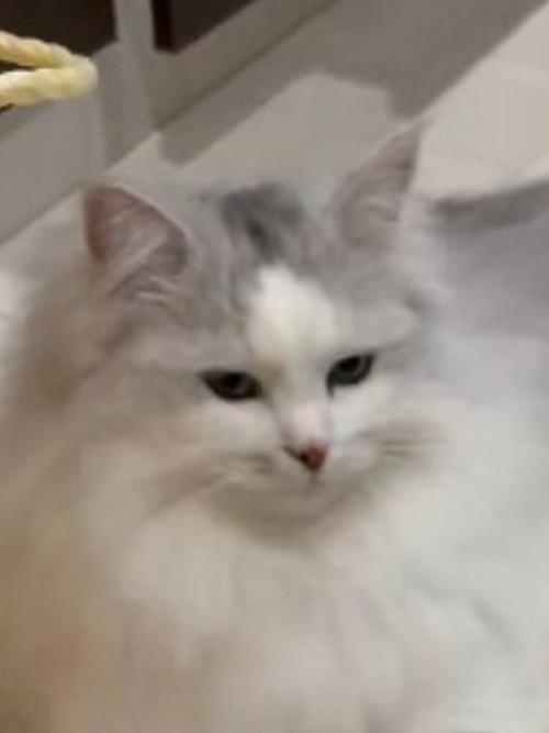 考え事をしているサイベリアンの猫