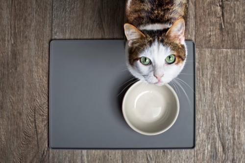 見上げる猫