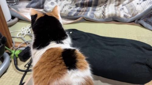 猫の背中