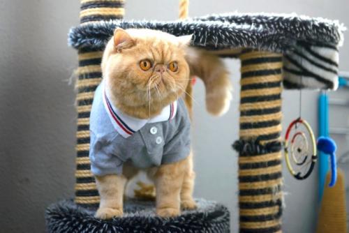 服を着てキャットタワーの上に立っている猫