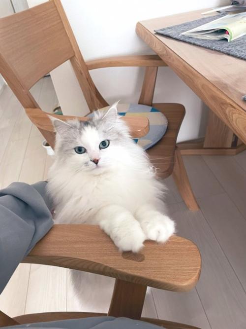 おやつをねだるサイベリアンの猫