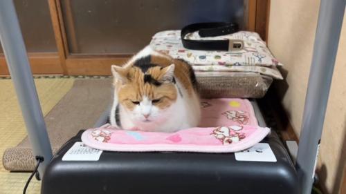 香箱座りの猫