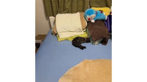 寝ている猫: