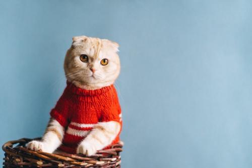 赤いセーターを着て立ち上がっている猫
