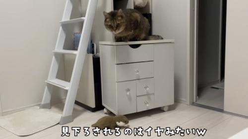 「見下ろされるのはイヤみたいw」のテロップ写真