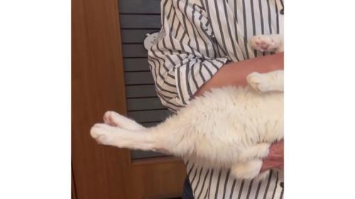 抱かれている猫