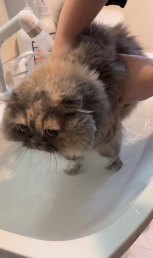 洗面台に入る猫