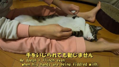 両手を握られている猫