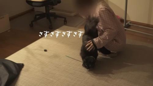 さすさす