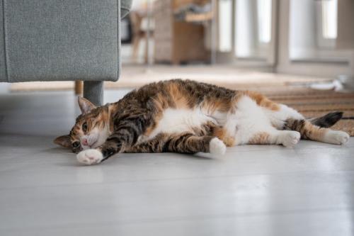 横たわる三毛猫