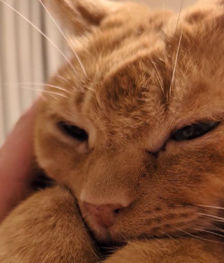 目を開ける猫