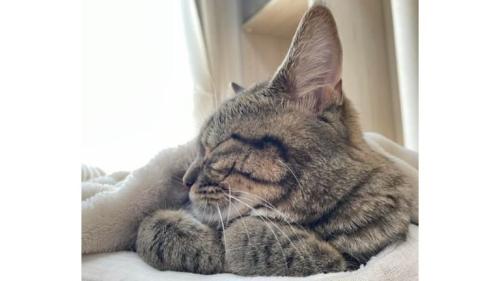 寝ている猫