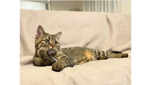 くつろいでいた猫