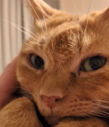 目を開ける猫