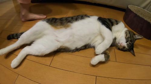 仰向けに寝ている猫と子供の足