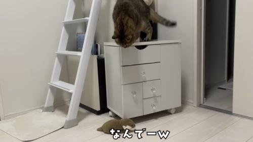 「なんでーw」のテロップ写真