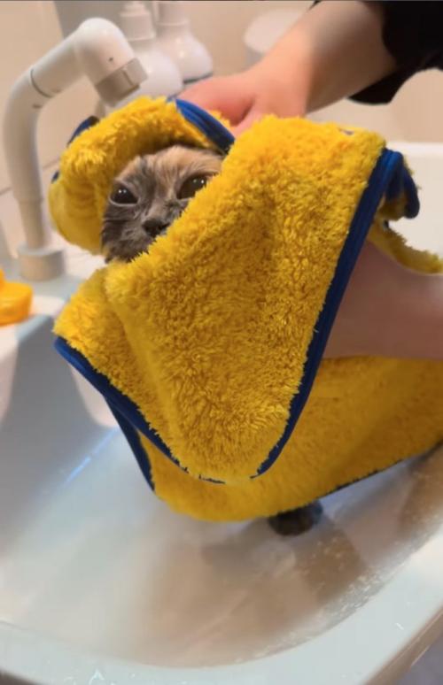 タオルドライ猫