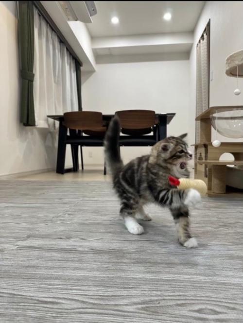口を開ける猫