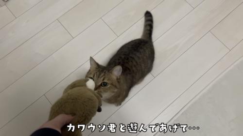 「カワウソ君と遊んであげて...」のテロップ写真