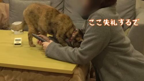 ここ失礼するで