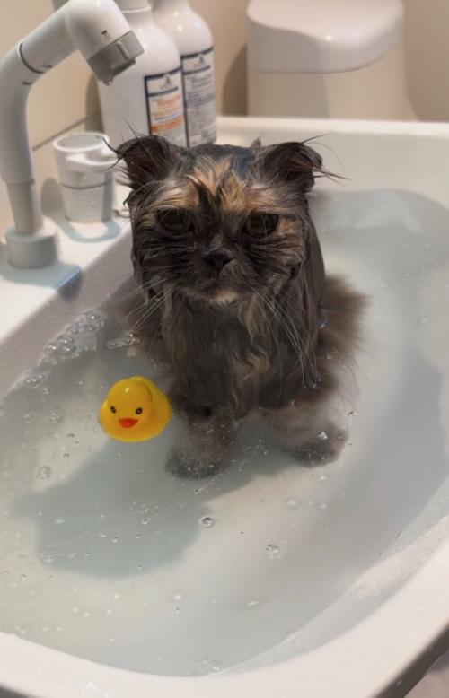 入浴する猫