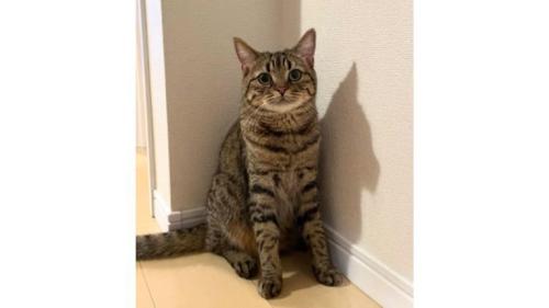 室内にいる猫