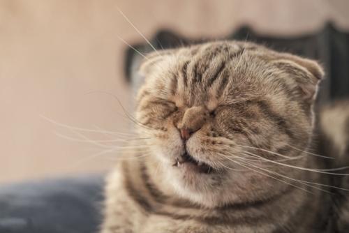 くしゃみをする猫