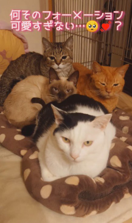 4匹の猫