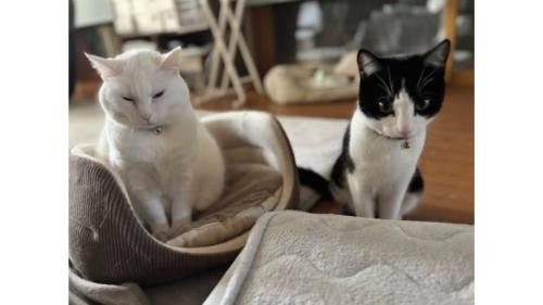 室内にいる猫