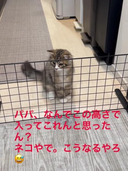 柵に近づいた猫