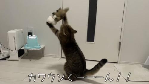 「カワウソく---ん!!」のテロップ写真