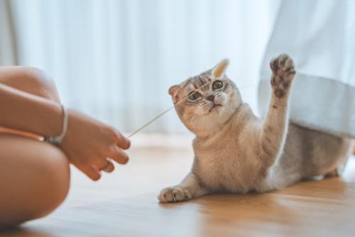 猫じゃらしに夢中な猫