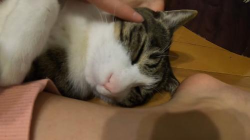 耳元を撫でられている猫