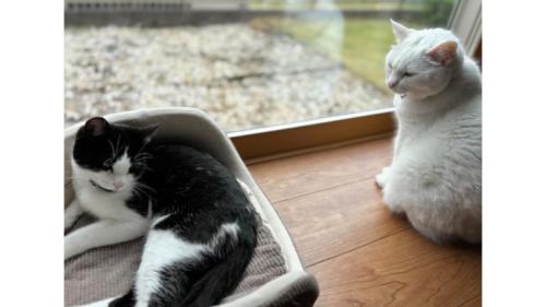 窓際にいる猫たち
