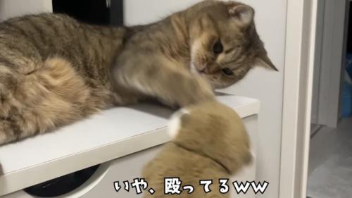 「いや、殴ってるww」のテロップ写真