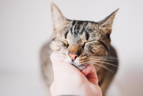 気持ちよさそうに顎の下を撫でられる猫