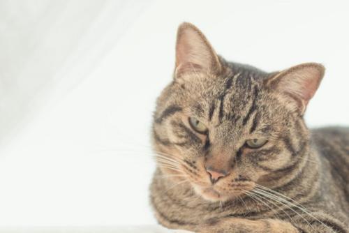 不満げな表情の猫