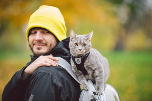 旅に出た猫