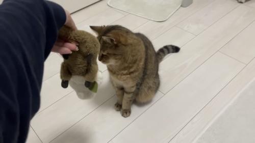 ぬいぐるみから顔を背ける猫の写真