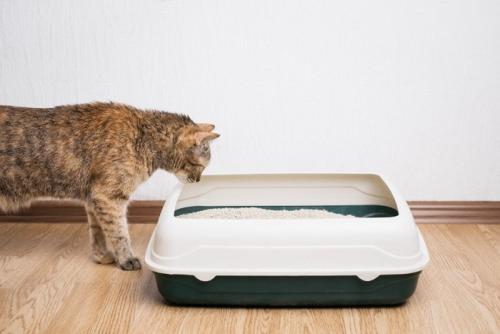 猫トイレ