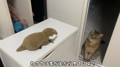「カワウソ君が上から見てるよ!」のテロップ写真