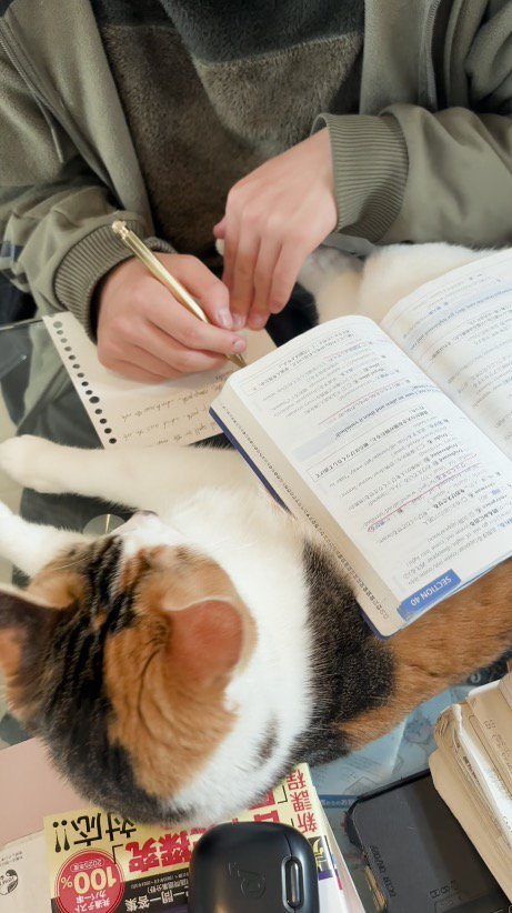 勉強をする男の子を見つめる猫