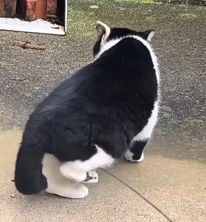 猫の後ろ姿