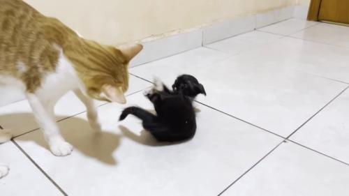 横になる子猫