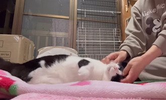甘える猫