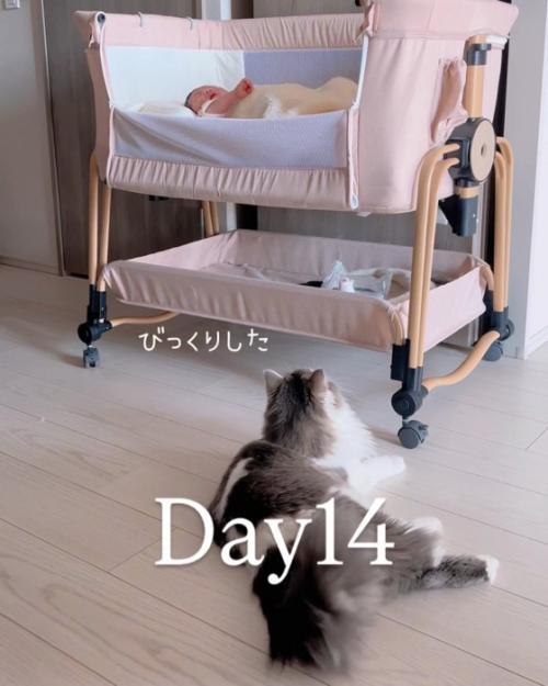 横になってベビーベッドを見る猫