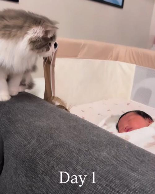 赤ちゃんを見る猫